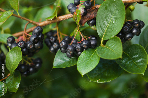 Aronia melanocarpa,  the black chokeberry, ripe clusters of berries, plant harvest background