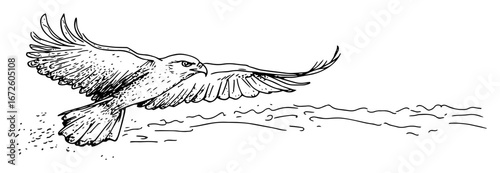 hawk flying low over ground in black and white sketch