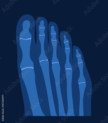 X-ray picture of human foot and toes with joints shown. Scientific flat illustration for infographic.
