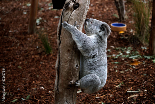 Photography koala (Phascolarctos cinereus)