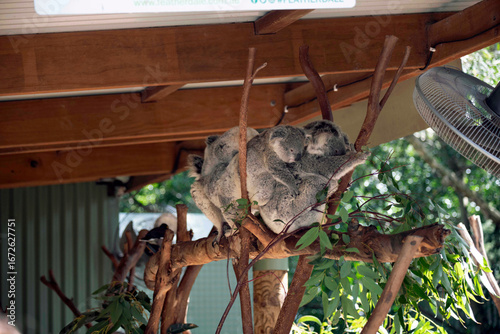 Wall Mural koala (Phascolarctos cinereus)