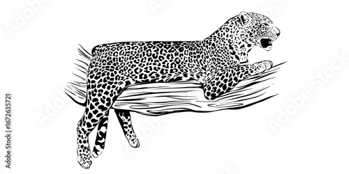 Trendy Vector leopard illustration, black and white animal drawing, wild cat in nature, wildlife art, lying leopard line art, hand-drawn feline, safari animals, nature poster detailed graphic design