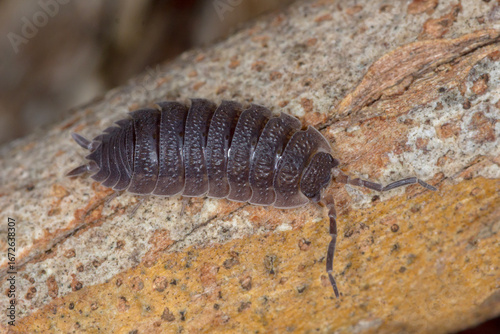 Detailed macro of woodlouse with segmented shell