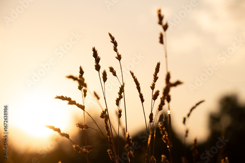 silhouette of spikelets on a sunset background