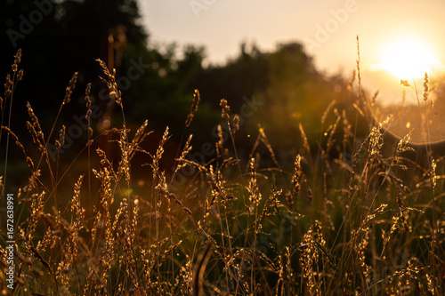 golden wheat field in the summer sun