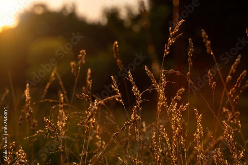 beautiful autumn landscape with a field of grass and a sunset