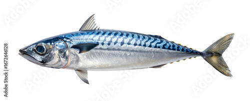 Fresh mackerel fish isolated on transparent background