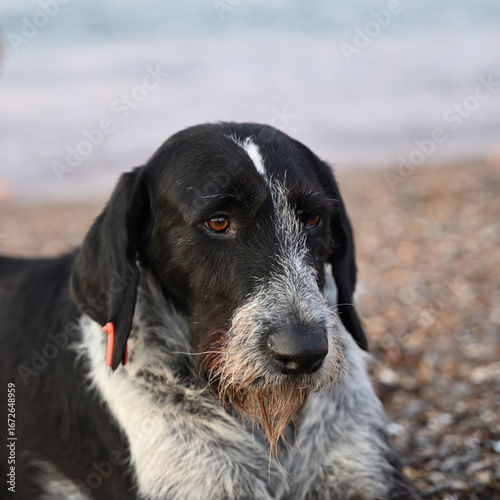 Black and white dog with distinctive facial features stands on a pebbled beach, gazing thoughtfully at the horizon, capturing a serene moment in nature