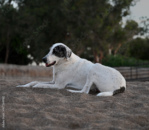 Dog resting on sandy ground, surrounded by greenery, showcasing a calm demeanor and relaxed posture, embodying tranquility and companionship in a natural setting