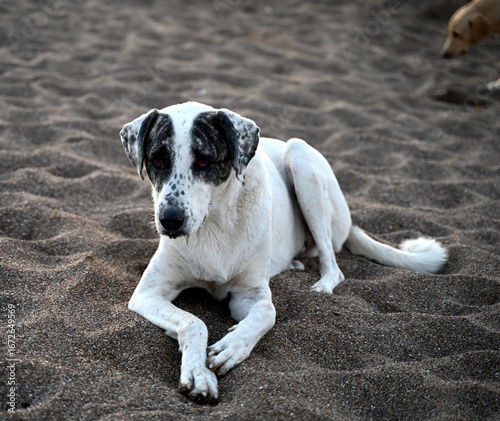 Playful spotted dog lounging on sandy beach, enjoying the warm sun, with soft waves in the background, embodying a carefree and relaxed atmosphere of coastal life