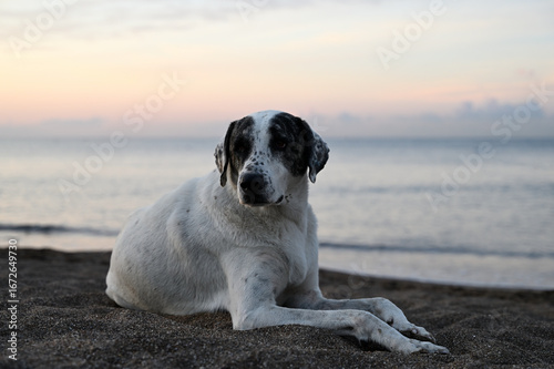 Playful spotted dog resting on sandy beach at sunset, with gentle waves lapping in the background, capturing a serene moment in nature's beauty