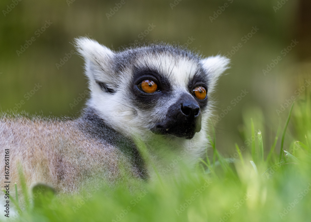 Obraz premium Close up of a ring tailed lemur resting in vibrant green grass, its orange eyes gazing into the distance