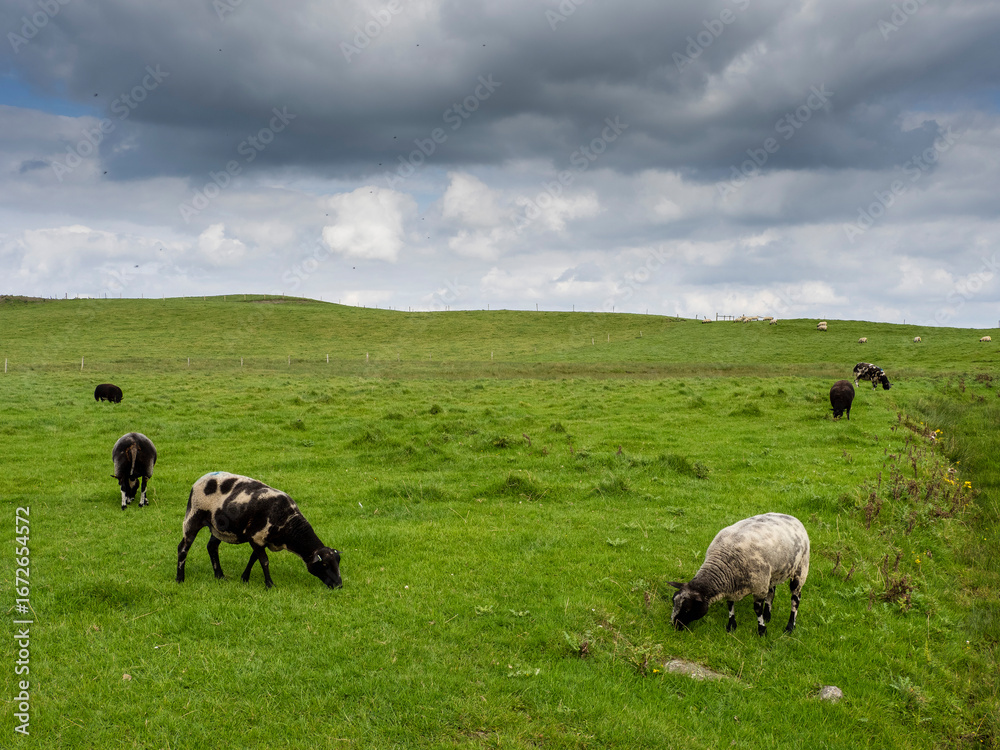 Obraz premium A herd of sheep are grazing in a lush green field. The sky is clear and blue, with a few clouds scattered throughout. The sheep are spread out across the field, with some closer to the foreground