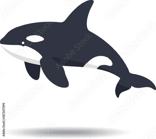 Orca showcasing bold black and white markings. Perfect for marine wildlife presentations, nature magazines, and educational materials on orcas.