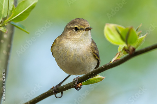 Wallpaper Mural Common Chiffchaff Sitting On Tree Branch Against A Blurred Background Torontodigital.ca