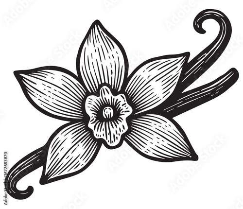 Vanilla Flower and Pods Etching black and white etching engraving linocut woodcut lineart detailed botanical food illustration for packaging and artwork