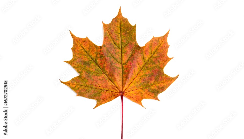 Fototapeta premium Isolated autumnal maple leaf with vibrant hues against a pristine white backdrop captures nature's