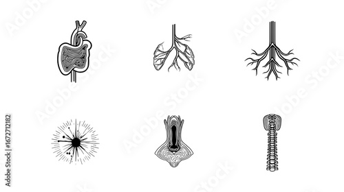 Anatomical illustrations depicting various organs and structures in a detailed manner with line art