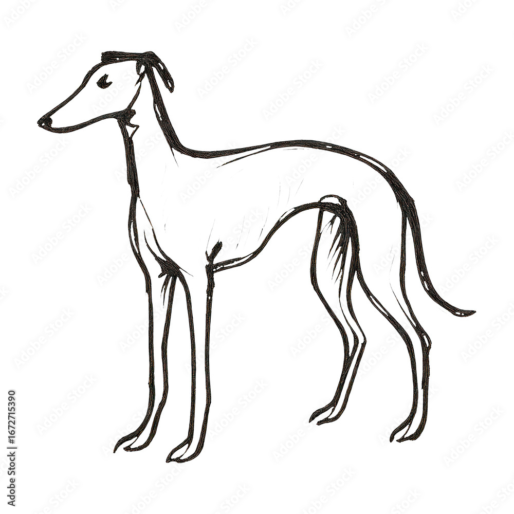 Obraz premium PNG Minimalist greyhound sketch art.