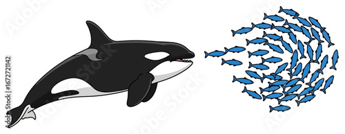 Orca whale hunting a school of fish in the ocean.