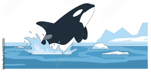 Playful Orca Killer Whale Jumping Out of Arctic Water.