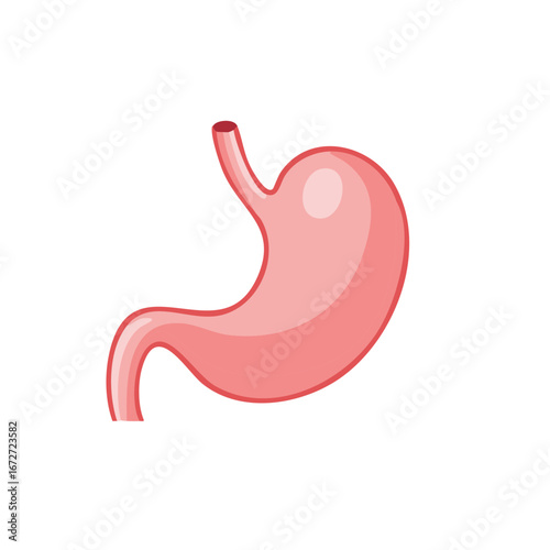 Human Stomach Illustration, Cartoon Digestive Organ, Anatomical Diagram, Medicine Concept