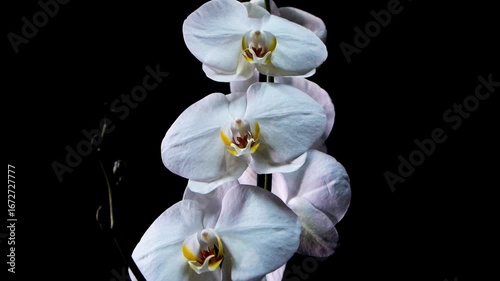 White orchid on a black background