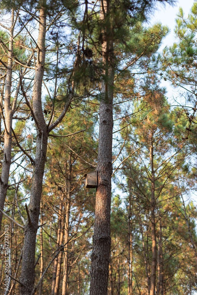 Fototapeta premium Wooden birdhouse on a pine trunk, Dino Park, Lourinhã