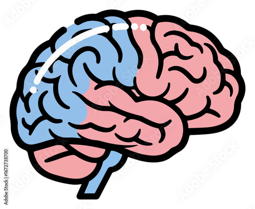 Human Brain Hemispheres - Anatomy and Functions.