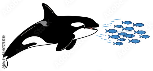 Orca whale hunting a school of fish in the ocean.
