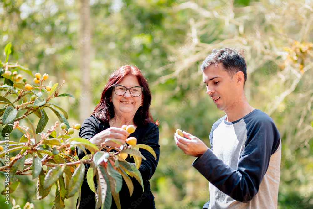Obraz premium Mother and adult son harvesting fresh loquats together outdoors, smiling and enjoying a joyful family activity in nature. 