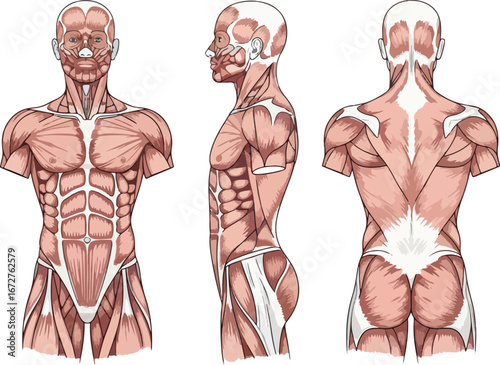 An illustration of the human muscular system in frontal lateral and posterior views for anatomical study.