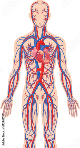 Detailed anatomical illustration of the human circulatory system including the heart arteries and veins