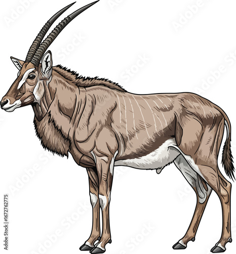 Detailed anatomical illustration of a male roan antelope with visible muscles and striped horns.