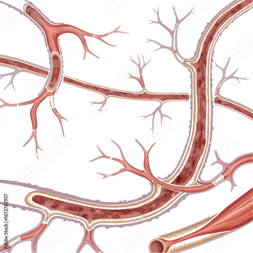 Detailed microscopic view of the human circulatory system showing blood vessels with blood flow