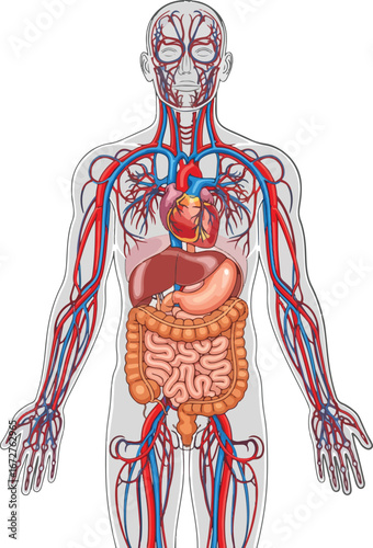 Diagrammatic representation of human internal anatomy highlighting the circulatory and digestive systems.