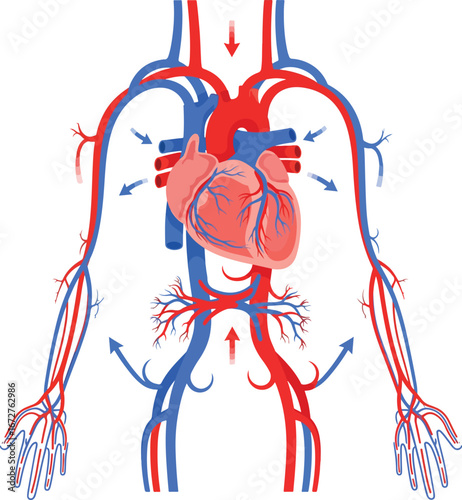 Human heart and circulatory system diagram showing oxygenated blood flow deoxygenated blood flow.