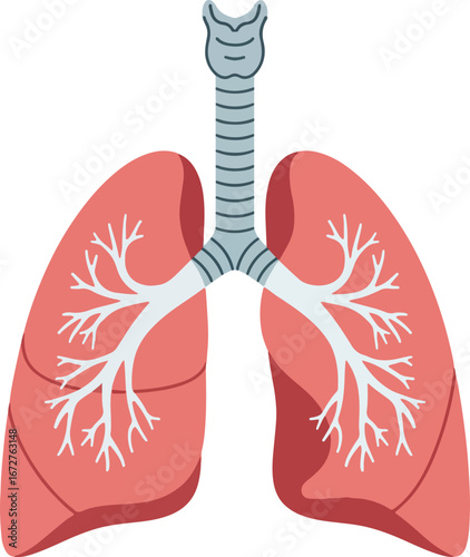 Illustration of the human lungs and respiratory system including the trachea and bronchi.