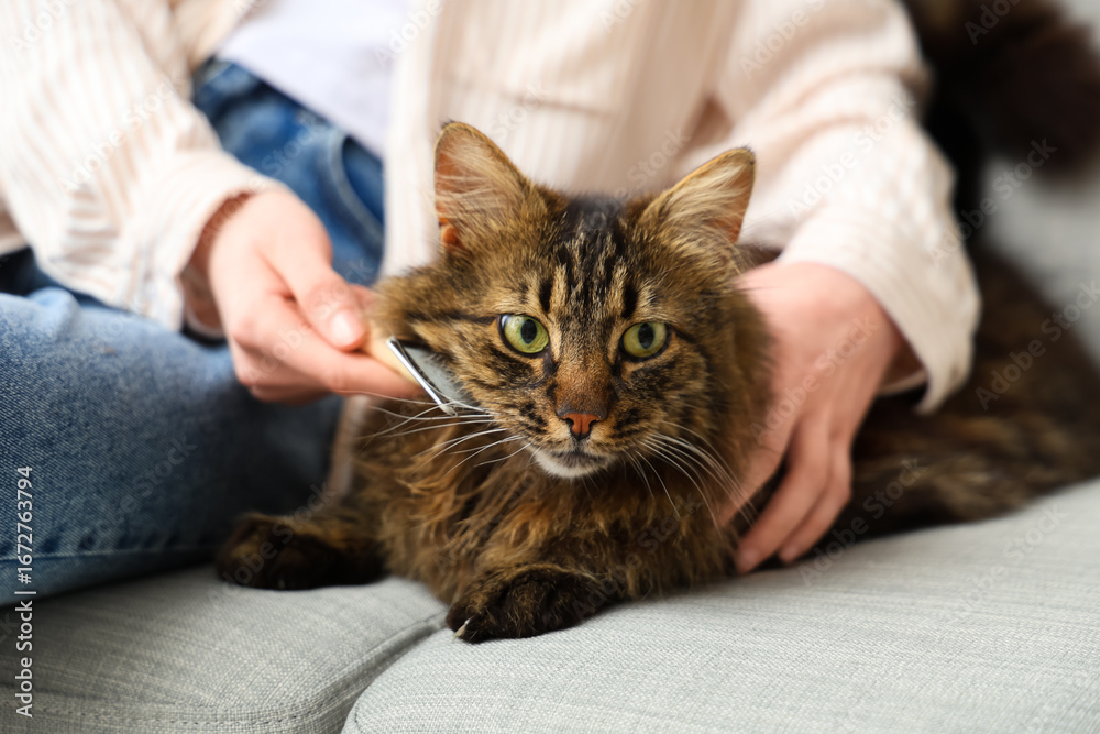 Obraz premium Young woman brushing fluffy cat on couch at home, closeup