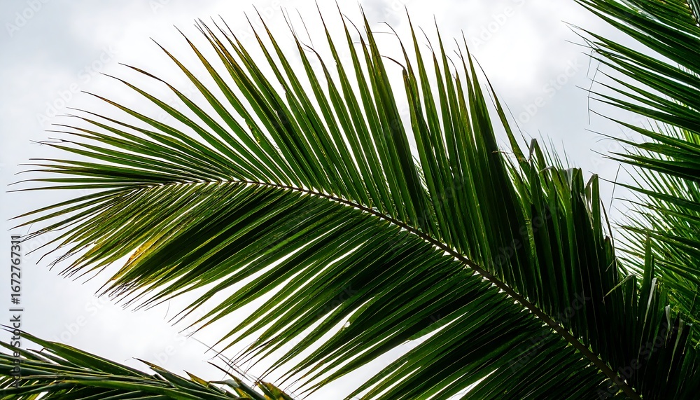 Fototapeta premium Close-up palm fronds against cloudy sky
