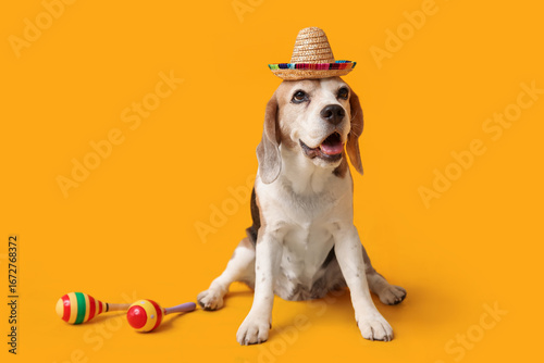 Cute Beagle dog in sombrero...