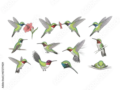Hummingbird Moments: A delightful illustration of hummingbird in diverse poses, capturing the vibrant essence of these fascinating creatures, showcasing their agility, beauty.