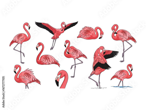 Magnificent Flamingo Collection: A vibrant set of exquisite flamingo illustrations, each showcasing the bird's iconic pink plumage, graceful movements, and unique beauty.