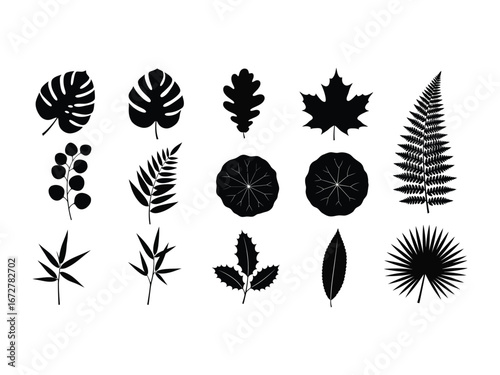 Leaf Variety: A collection of meticulously crafted silhouettes showcases a diverse array of leaves from different plant species, offering a unique perspective on botanical forms