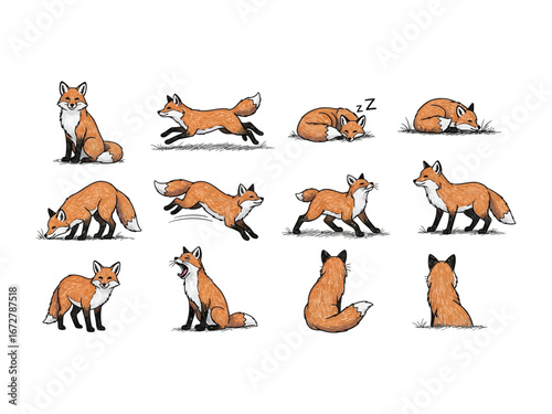 Fox in Motion: A captivating illustration showcases a set of foxes in various animated poses, providing a detailed view of their natural expressions.