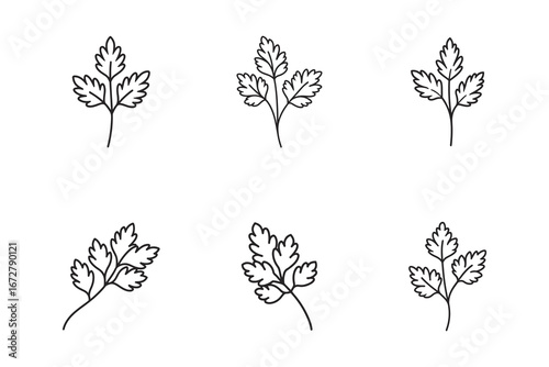 Minimalist Parsley Illustration Set of Six Sprigs in Outline Style Perfect for Recipe Designs and Culinary Art Projects