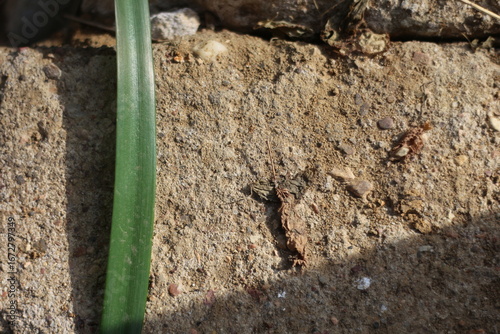 ant on the ground