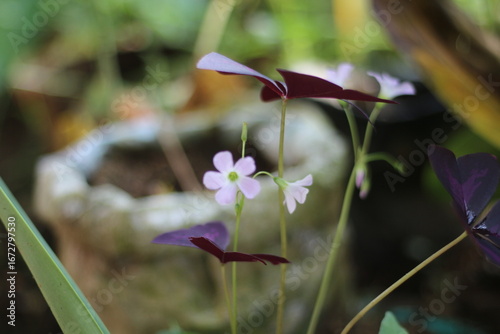 Close-up of a Purple Shamrock plant (Oxalis triangularis) with deep purple triangular leaves and delicate pink flowers in a garden.