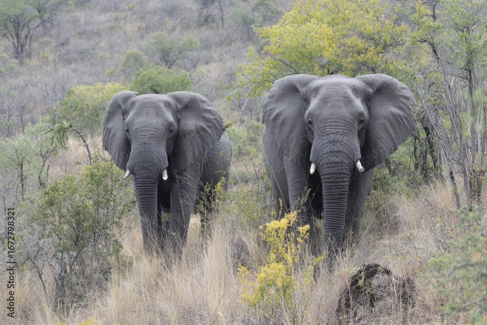 Fototapeta premium Savage elephants in Kruger Park Mpumalanga South Africa