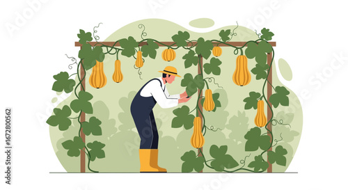 Cultivating Abundance: A Gardener Carefully Tends to His Bountiful Pumpkin Harvest